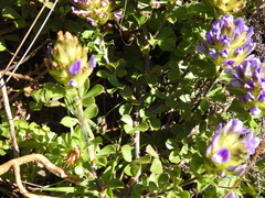 Psoralea fruticans