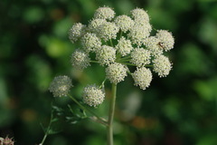 Cnidium cnidiifolium