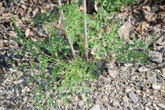 Cnidium cnidiifolium