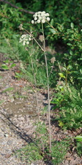 Cnidium cnidiifolium