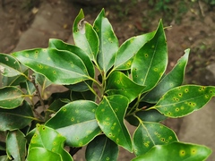 Ocotea obtusata