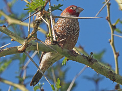 Amadina erythrocephala