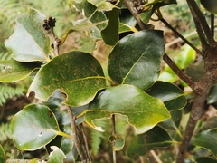Ocotea obtusata