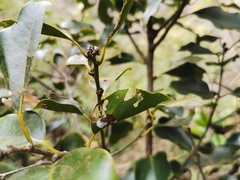 Ocotea obtusata