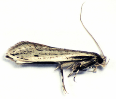 Prothinodes lutata