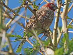 Amadina erythrocephala