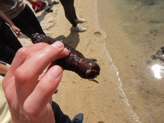 Holothuria poli
