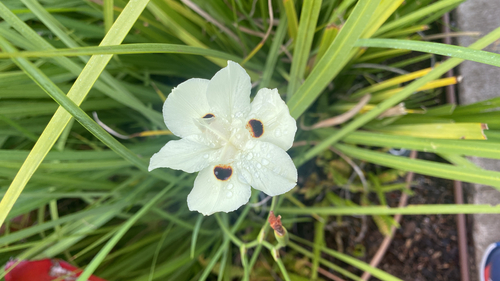 Dietes bicolor, 2025-06-25