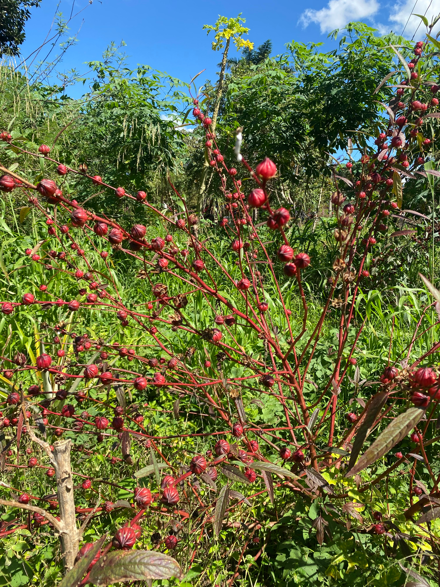 Hibiscus sabdariffa