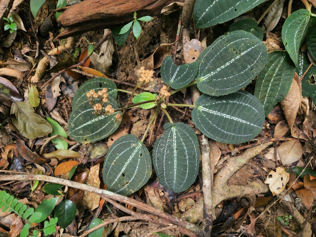 Vietsenia scaposa (Vietsenia scaposa)