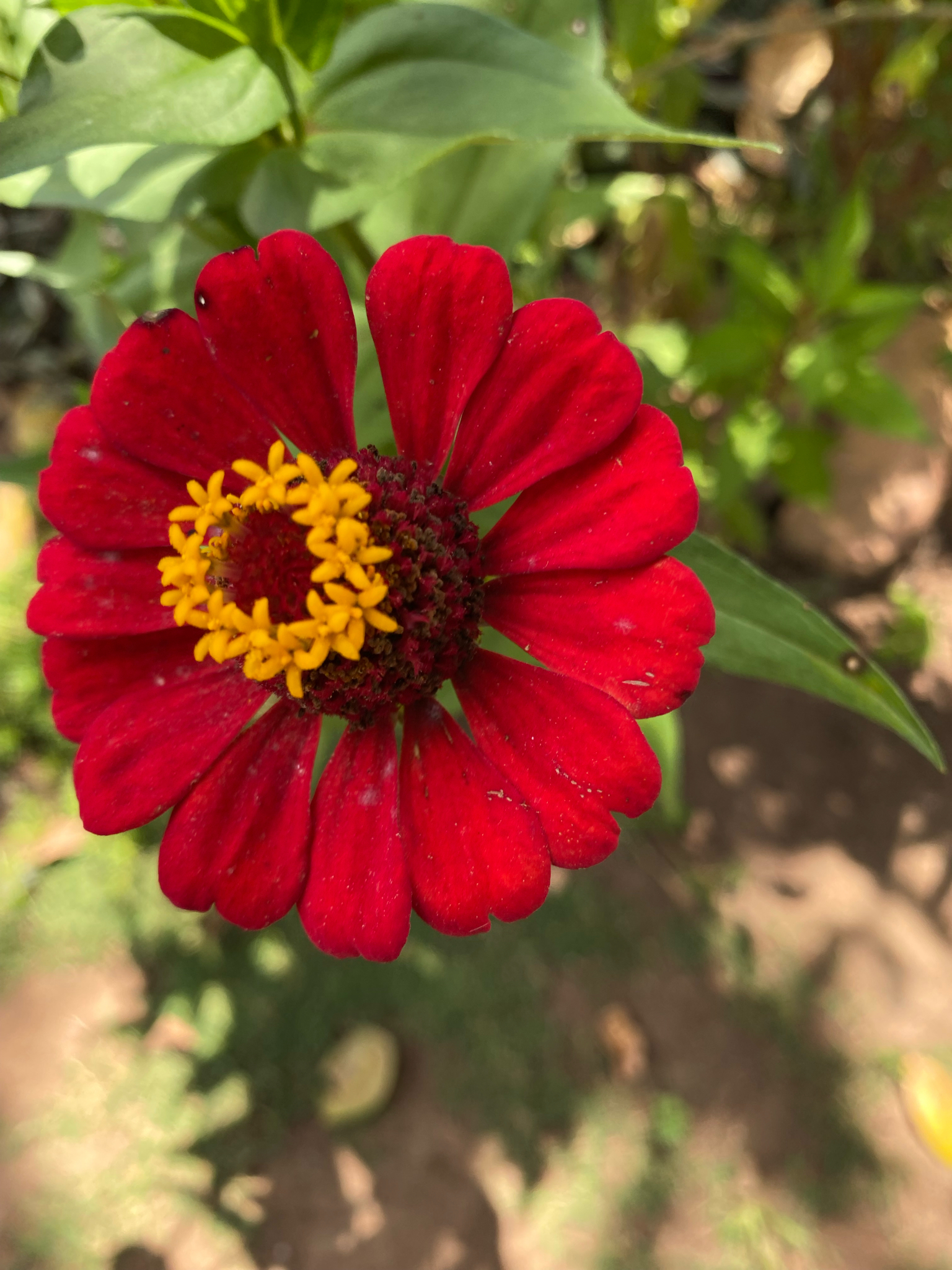 Zinnia elegans