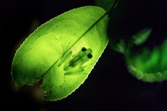 Boophis viridis
