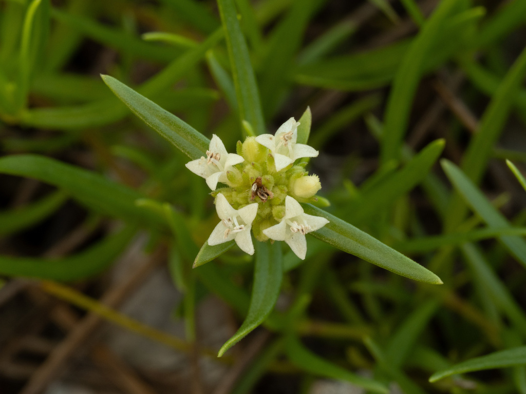 Spermacoce neoterminalis; photograph (c) Turner Brockman, some rights reserved (CC BY-SA)