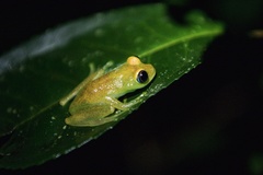 Boophis viridis