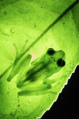 Boophis viridis