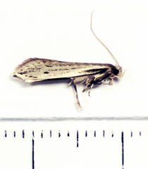 Prothinodes lutata