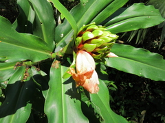 Costus guanaiensis tarmicus