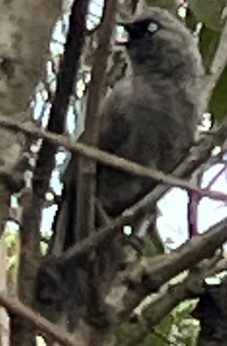 Black-lored Babbler (Turdoides sharpei), photo 6
