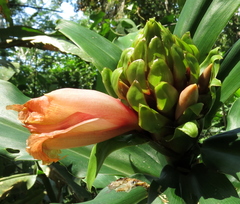 Costus guanaiensis tarmicus