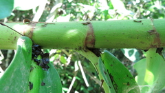 Costus guanaiensis tarmicus