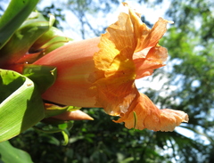 Costus guanaiensis tarmicus