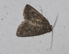 Condica aroana