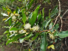 Aphloia theiformis