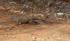 Varanus giganteus