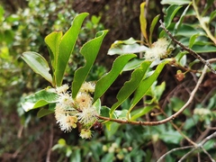 Aphloia theiformis