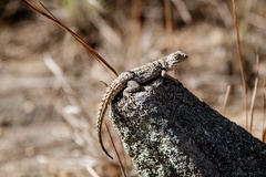 Oplurus cyclurus