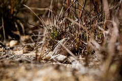 Oplurus cyclurus