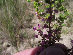 Erica chamissonis