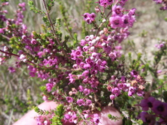 Erica chamissonis