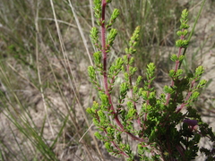 Erica chamissonis