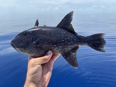 Rough Triggerfish photo 1