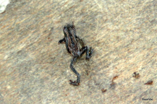 Pelophryne misera, 2004-09-07