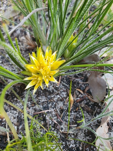 Conostylis juncea (Conostylis juncea)