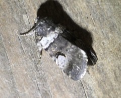 Thoracolopha flexirena