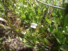 Lobelia anceps