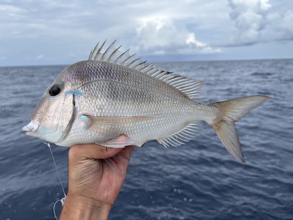 Littlehead porgy (Calamus proridens) — Sparidae