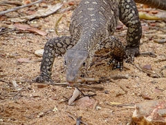 Varanus giganteus