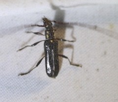 Strongylurus ceresioides