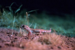 Chondrodactylus angulifer