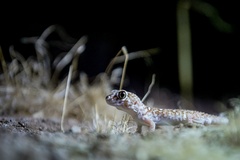Chondrodactylus angulifer