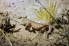 Chondrodactylus angulifer