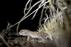 Chondrodactylus angulifer