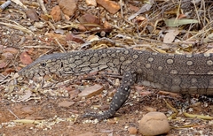Varanus giganteus