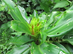 Costus guanaiensis tarmicus