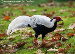 Lophura nycthemera