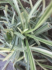 Ophiopogon jaburan